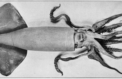 El Niño and the jumbo squid
