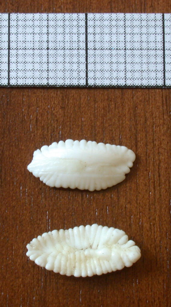 Two small ear bones, showing as white ovals with frilly edges. The bones are from Atlantic cod. 