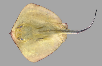 Growing Pains for the Groovebelly Stingray