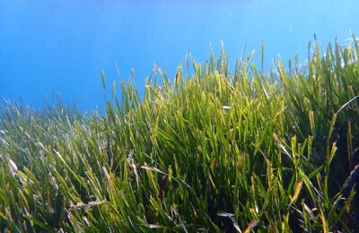 Mapping of Seagrass Meadows Aids Conservation