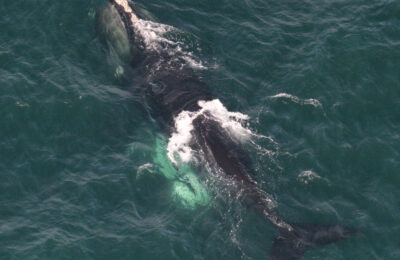 Can offshore wind and whales coexist?