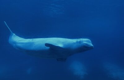 Belugas go on summer vacation in Canada