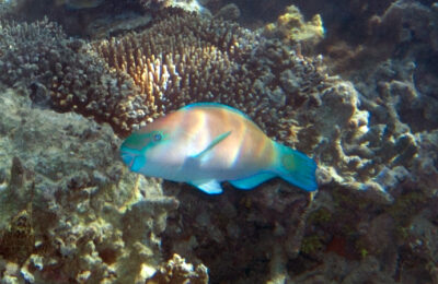 The (Isotopic) Flavor of Fish Food