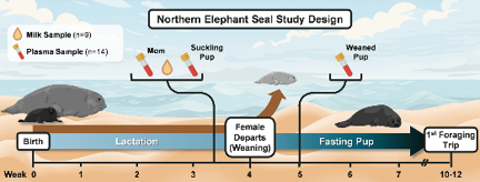 Schematic showing when blood and milk were sampled from elephant seal mothers, nursing pups, and weaned pups.