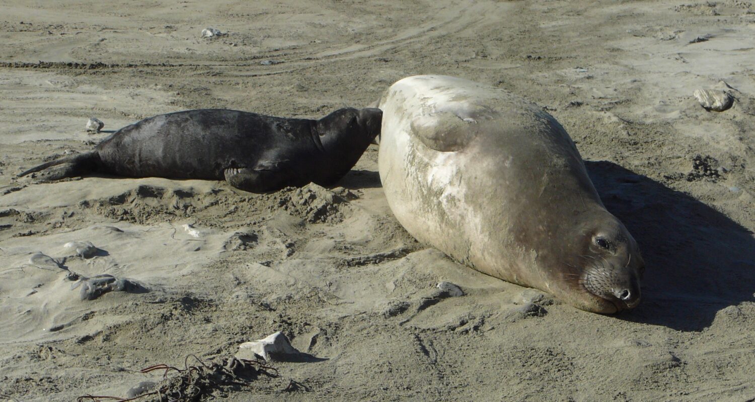 Northern elephant seal and nursing pup.
