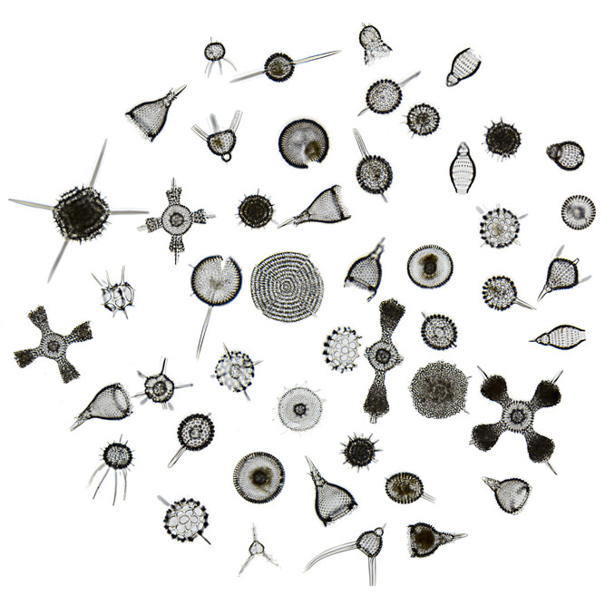 How do radiolarians get their sugar?