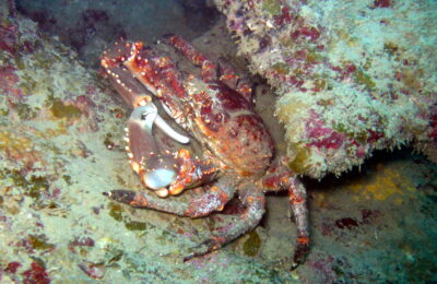 Caribbean king crabs take on the heat