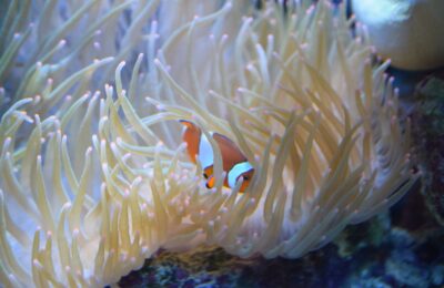 A Safe Haven with a Sting