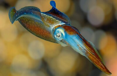 Squids on the Move