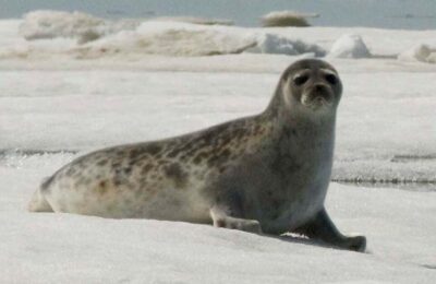 Tracking Seal Blubber Reveals Health